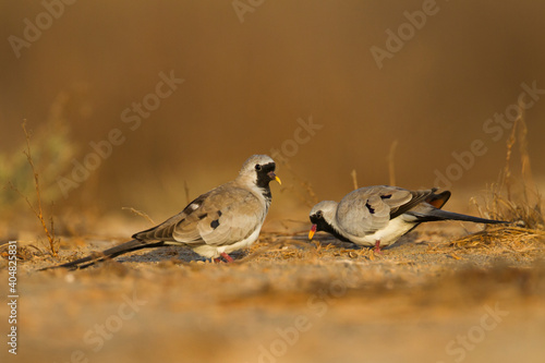 Zwartmaskerduif, Namaqua Dove, Oena capensis capensis