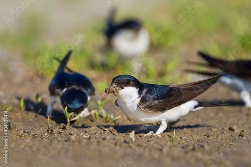 Huiszwaluw, Common House Martin, Delichon urbicum