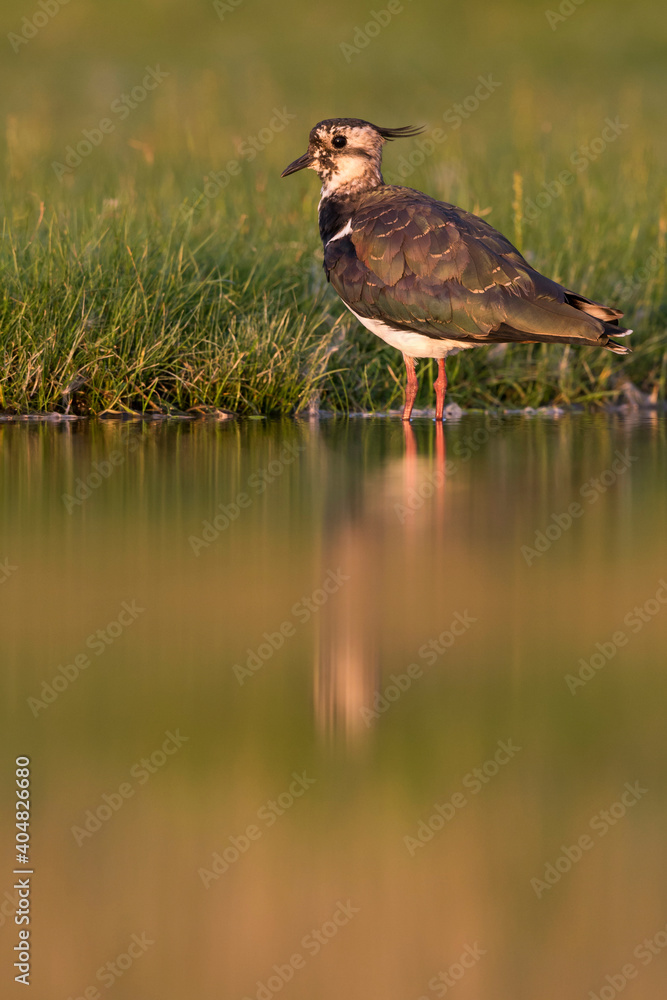 Kievit, Northern Lapwing, Vanellus vanellus Kievit, Northern Lapwing, Vanellus vanellus