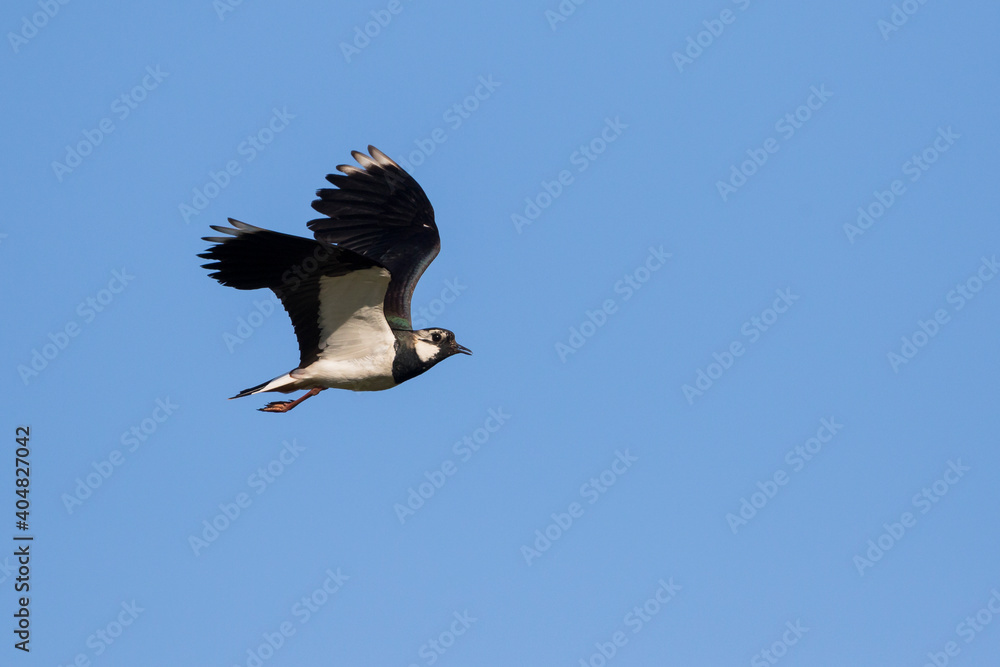 Fotografie Kievit, Northern Lapwing, Vanellus vanellus