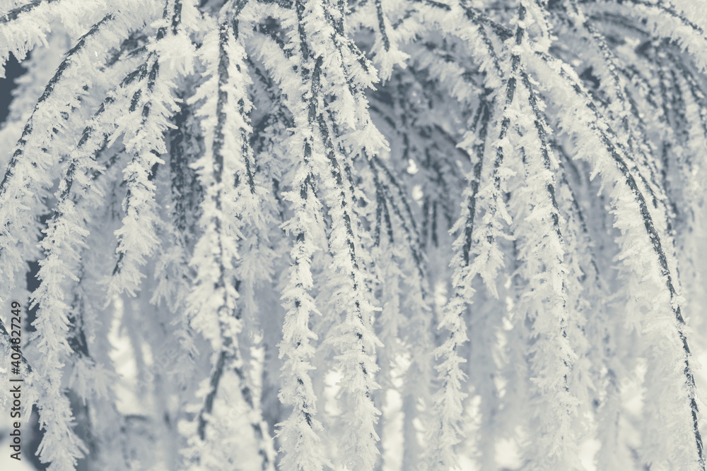 Frozen Garden Plants Covered by Frost Frozen Garden Plants Covered by Frost