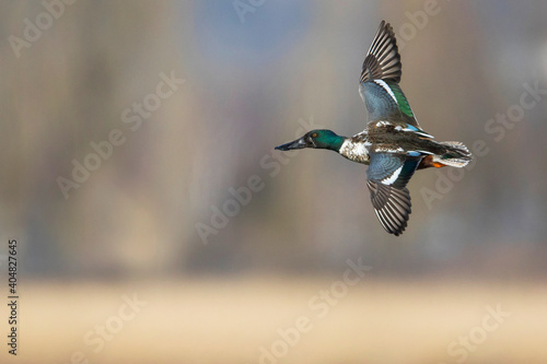 Slobeend, Northern Shoveler, Anas clypeata