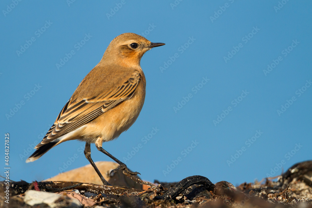 Tapuit, Northern Wheatear, Oenanthe oenanthe Tapuit, Northern Wheatear, Oenanthe oenanthe