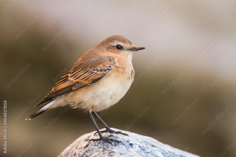 Tapuit, Northern Wheatear, Oenanthe oenanthe Tapuit, Northern Wheatear, Oenanthe oenanthe