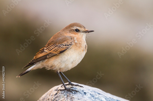 Tapuit, Northern Wheatear, Oenanthe oenanthe