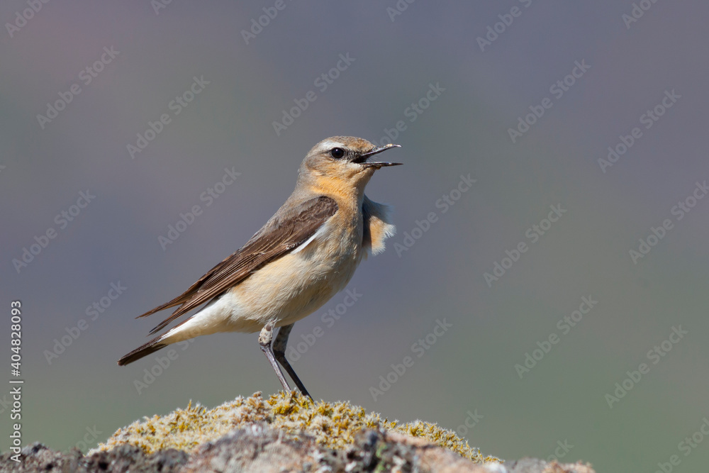 Northern Wheatear, Tapuit, Oenanthe oenanthe ssp. leucorhoa Northern Wheatear, Tapuit, Oenanthe oenanthe ssp. leucorhoa