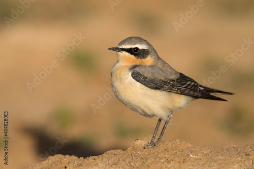 Tapuit, Northern Wheatear, Oenanthe oenanthe © AGAMI