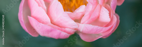 pink peony flower close up on green background. tree peon Julia Rose variety. Spring or summer card. long banner