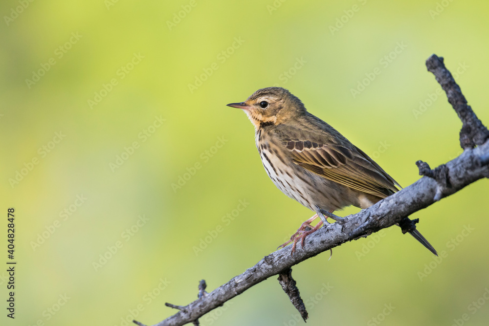 Siberische Boompieper, Olive-backed Pipit, Anthus hodgsoni yunnanensis Siberische Boompieper, Olive-backed Pipit, Anthus hodgsoni yunnanensis