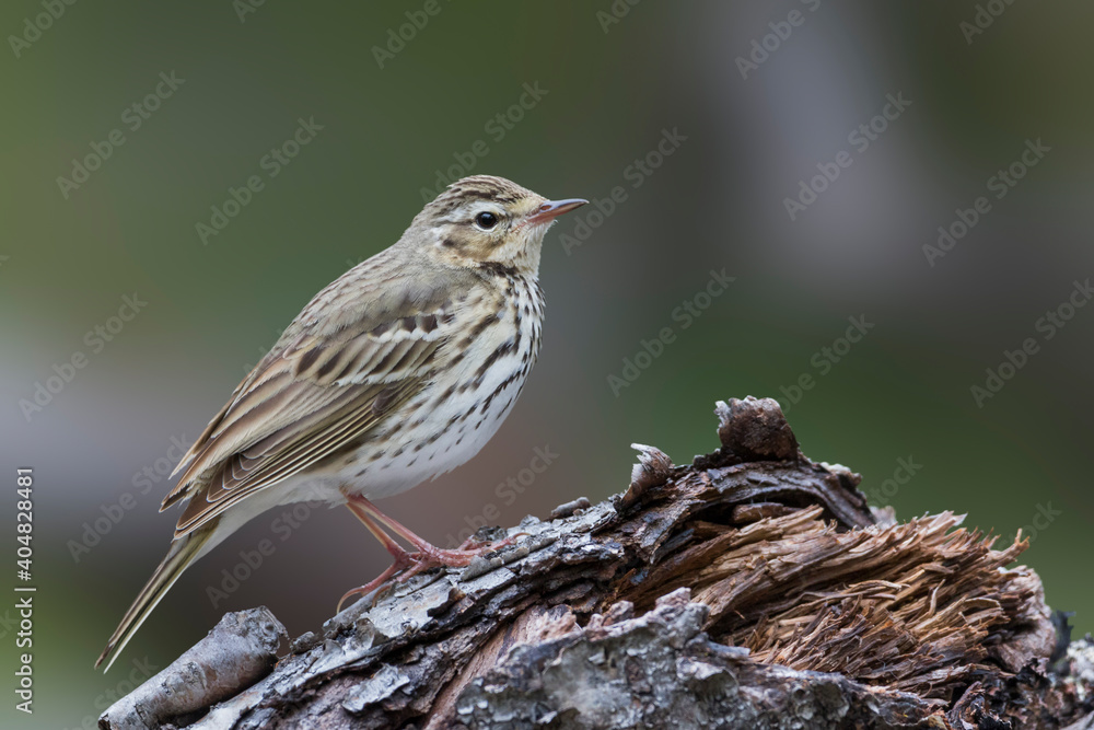 Siberische Boompieper, Olive-backed Pipit, Anthus hodgsoni yunnanensis Siberische Boompieper, Olive-backed Pipit, Anthus hodgsoni yunnanensis