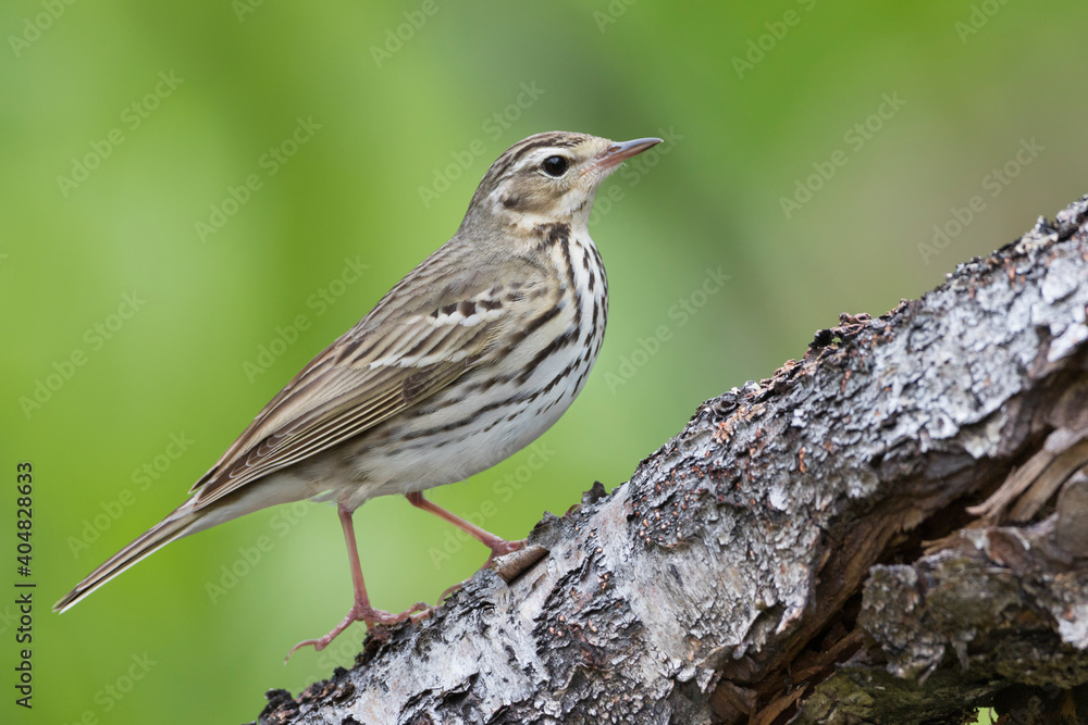 Siberische Boompieper, Olive-backed Pipit, Anthus hodgsoni yunnanensis Siberische Boompieper, Olive-backed Pipit, Anthus hodgsoni yunnanensis