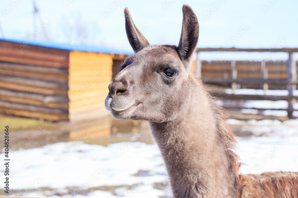 Close up photo of a brown llama's head on the farm with a wooden fence. Selective focus on the llama's features. Lama glama. Ears are up to indicate curiosity in the animal.