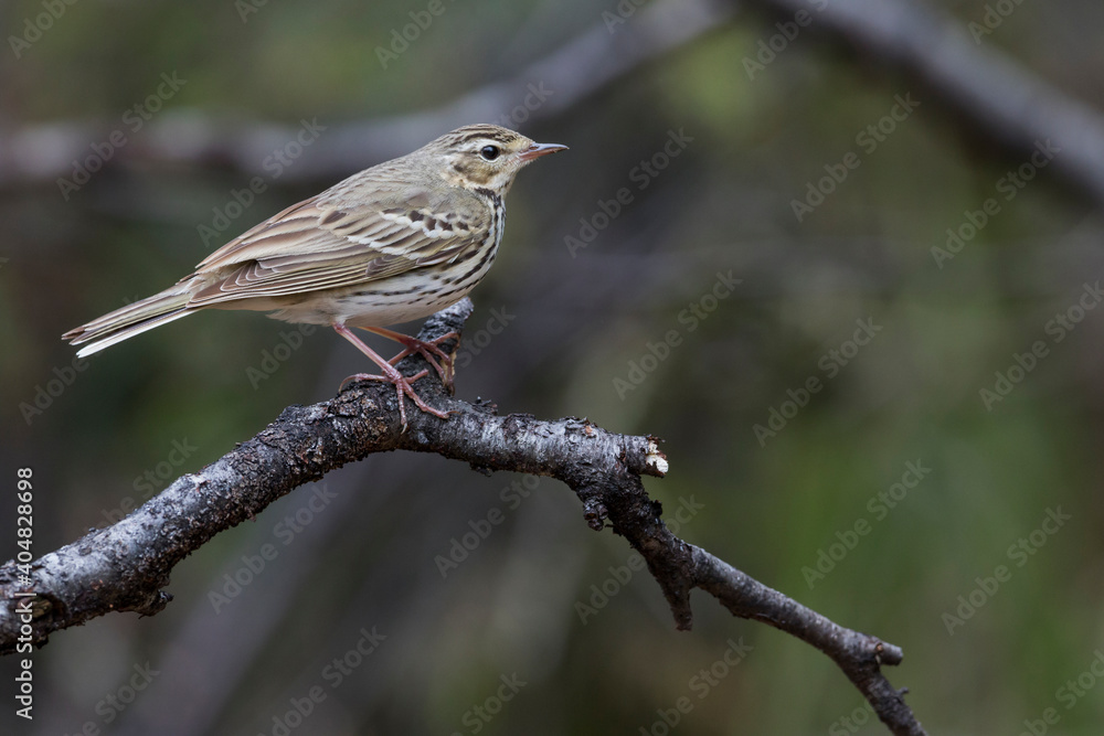 Siberische Boompieper, Olive-backed Pipit, Anthus hodgsoni yunnanensis Siberische Boompieper, Olive-backed Pipit, Anthus hodgsoni yunnanensis