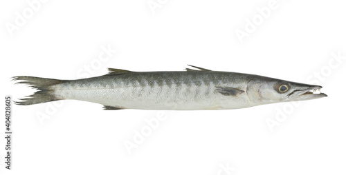 Barracuda fish isolated on white background
