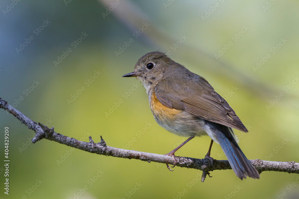 Blauwstaart, Red-flanked Bluetail, Tarsiger cyanurus Blauwstaart, Red-flanked Bluetail, Tarsiger cyanurus