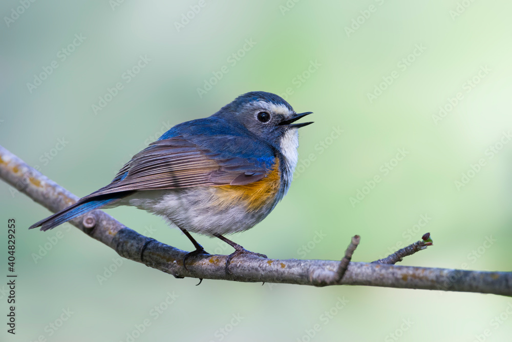 Blauwstaart, Red-flanked Bluetail, Tarsiger cyanurus Blauwstaart, Red-flanked Bluetail, Tarsiger cyanurus