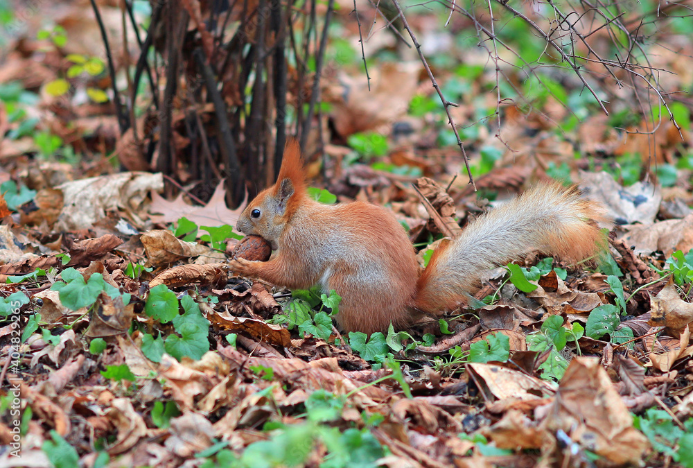 squirrel found a delicious nut in the grass squirrel found a delicious nut in the grass