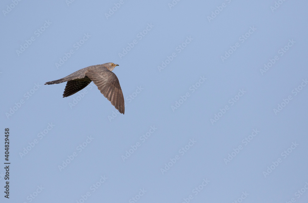 Obraz premium Boskoekoek, Oriental Cuckoo, Cuculus saturatus optatus