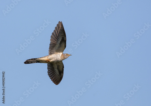 Boskoekoek, Oriental Cuckoo, Cuculus saturatus optatus © AGAMI