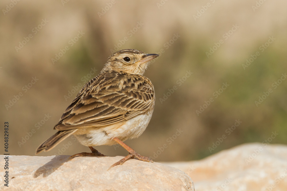 Kleine Veldleeuwerik, Oriental Skylark, Alauda gulgula Kleine Veldleeuwerik, Oriental Skylark, Alauda gulgula