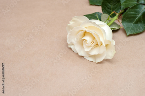 White rose on a neutral background.