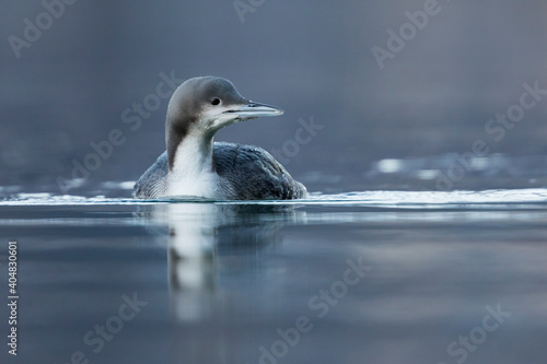 Pacifische Parelduiker, Pacific Loon, Gavia pacifica photo