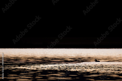 Pacifische Parelduiker, Pacific Loon, Gavia pacifica photo