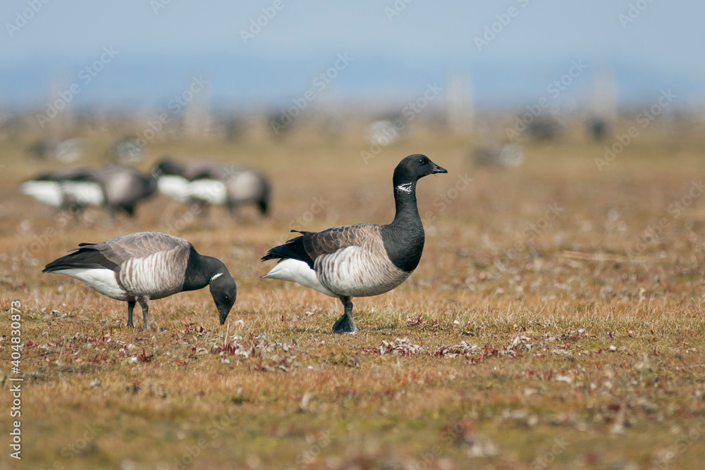 Witbuikrotgans, Pale-bellied Brent Goose, Branta bernicla hrota Witbuikrotgans, Pale-bellied Brent Goose, Branta bernicla hrota