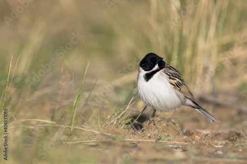 Pallas' Rietgors, Pallas's Bunting, Schoeniclus pallasi