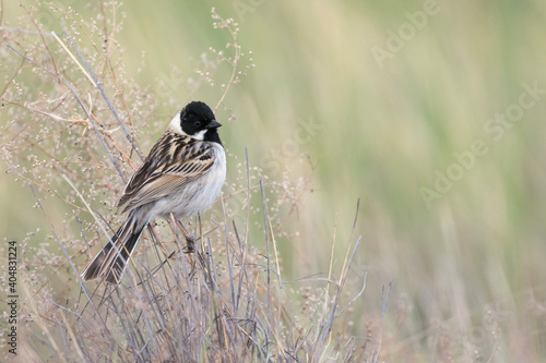 Pallas' Rietgors, Pallas's Bunting, Schoeniclus pallasi photo