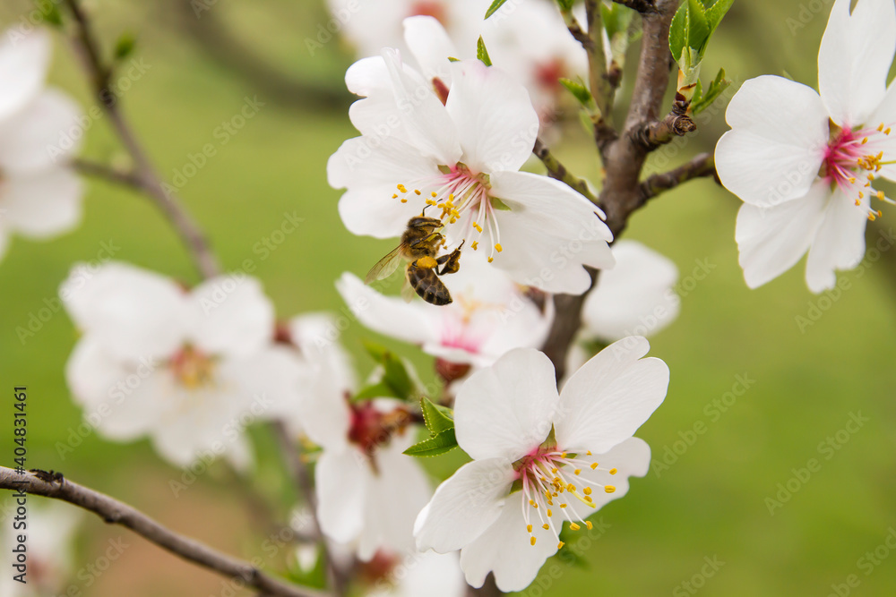 Bee on almond flowers Bee on almond flowers