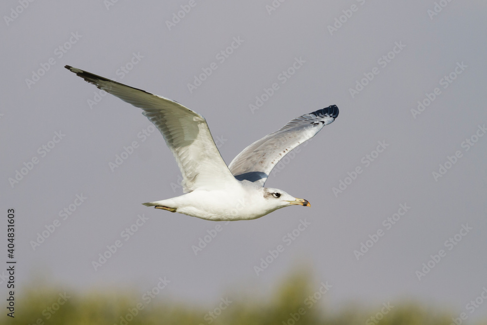 Reuzenzwartkopmeeuw, Pallas's Gull, Ichthyaetus ichthyaetus Reuzenzwartkopmeeuw, Pallas's Gull, Ichthyaetus ichthyaetus