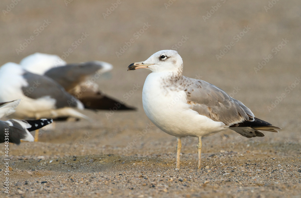 Reuzenzwartkopmeeuw, Pallas's Gull, Ichthyaetus ichthyaetus Reuzenzwartkopmeeuw, Pallas's Gull, Ichthyaetus ichthyaetus