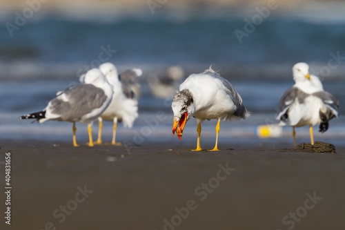 Reuzenzwartkopmeeuw, Pallas's Gull, Ichthyaetus ichthyaetus photo