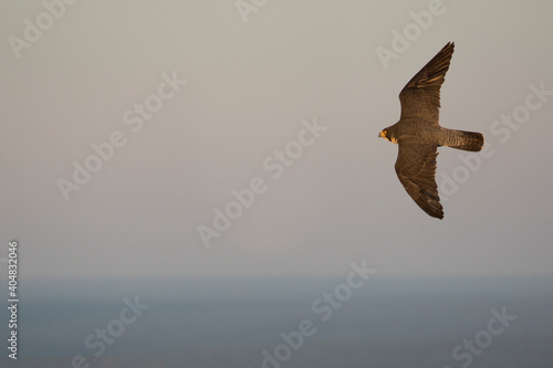 Slechtvalk, Peregrine Falcon, Falco peregrinus peregrinus photo