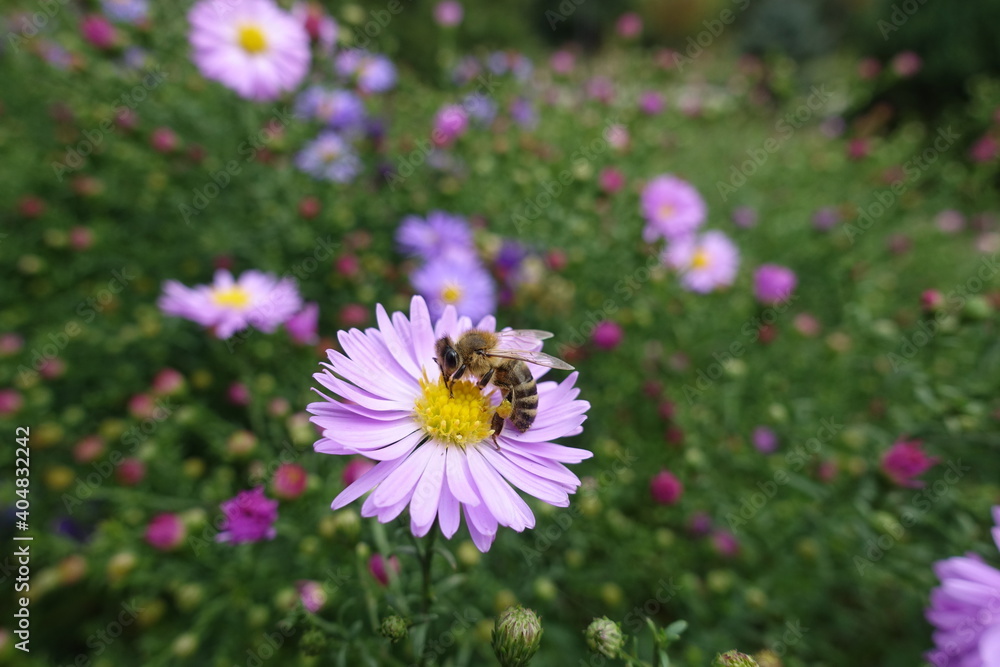 Close view of bee pollinating pink flower of Michaelmas daisies in September Close view of bee pollinating pink flower of Michaelmas daisies in September