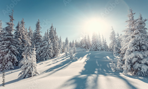 Majestic winter landscape. frosty pine tree under sunlight at sunset. christmas holiday concept, unusual wonderful landscape. fantastic wintry background. awesome nature scenery. © jenyateua