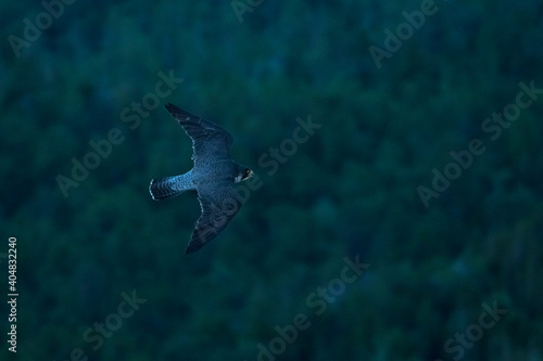 Slechtvalk, Peregrine Falcon, Falco peregrinus peregrinus © AGAMI