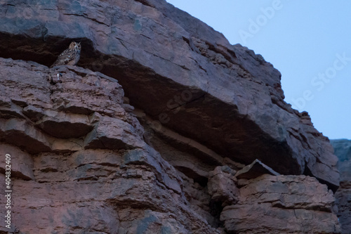 Woestijnoehoe  Pharaoh Eagle-Owl  Bubo ascalaphus