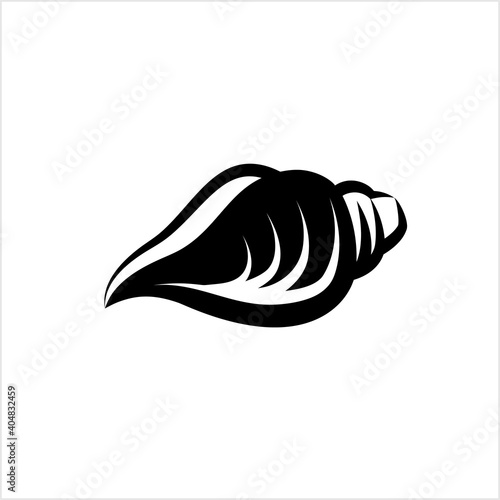 Conch A Marine Mollusc