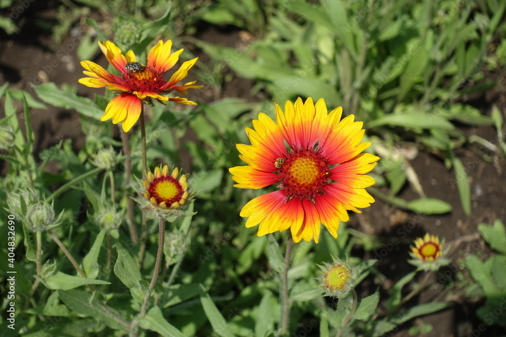 Bug and bee pollinating yellow and red flowers of Gaillardia aristata in May Bug and bee pollinating yellow and red flowers of Gaillardia aristata in May