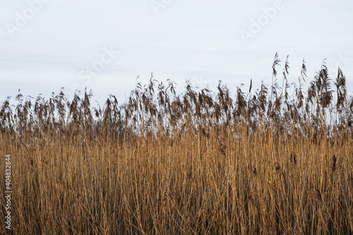 reeds in the wind in front of a cloudy sky in winter