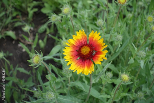 Insect pollinating yellow and red flower of Gaillardia aristata in May