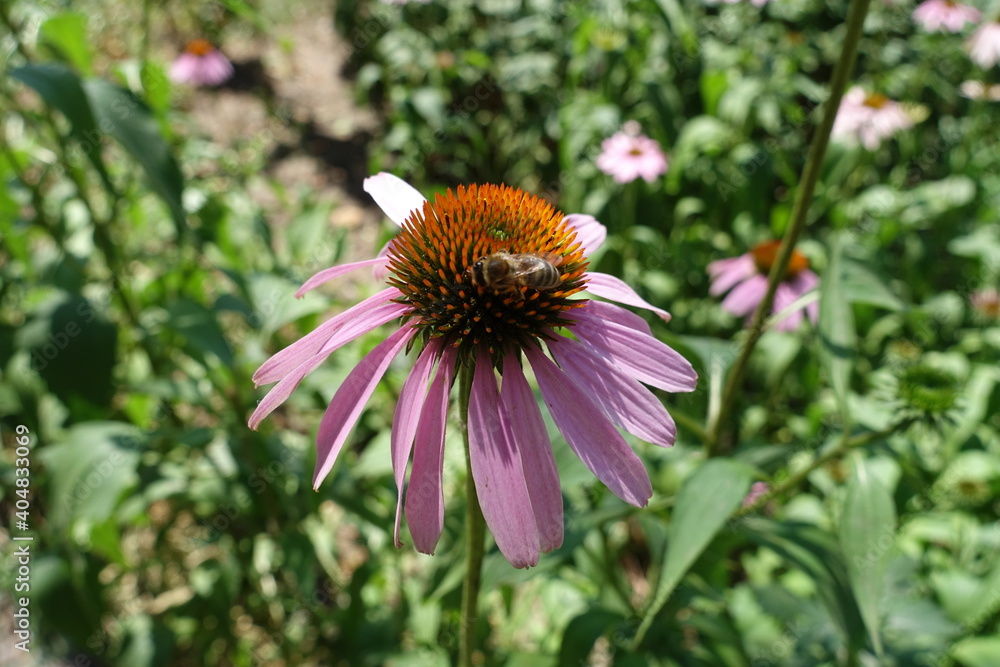 Bee pollinating pink flower of Echinacea purpurea in July Bee pollinating pink flower of Echinacea purpurea in July