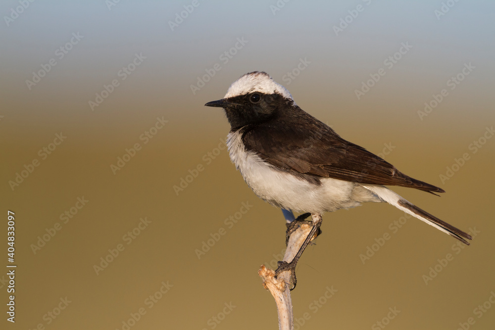Bonte Tapuit, Pied Wheatear, Oenanthe pleschanka Bonte Tapuit, Pied Wheatear, Oenanthe pleschanka