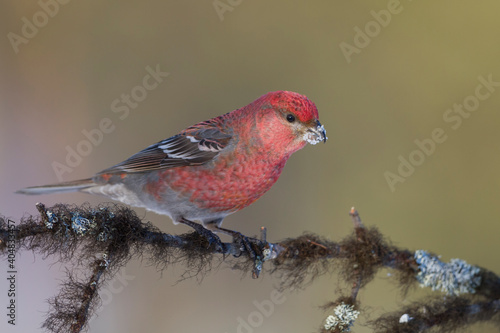 Haakbek, Pine Grosbeak, Pinicola enucleator