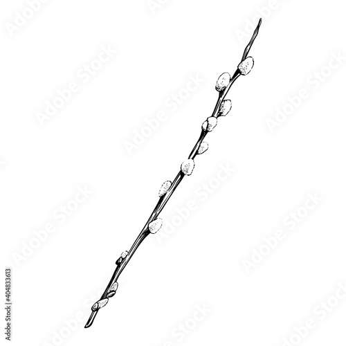 Willow twig isolated on a white background. Willow sketch.Hand-drawn vector illustration. Design for Easter, packaging