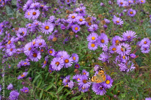 A butterfly pollinating purple flowers of Michaelmas daisies in October