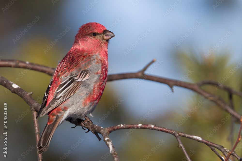 Haakbek, Pine Grosbeak, Pinicola enucleator Haakbek, Pine Grosbeak, Pinicola enucleator