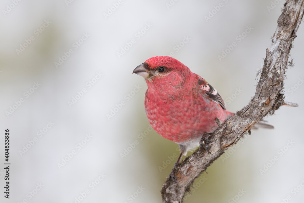 Haakbek, Pine Grosbeak, Pinicola enucleator Haakbek, Pine Grosbeak, Pinicola enucleator